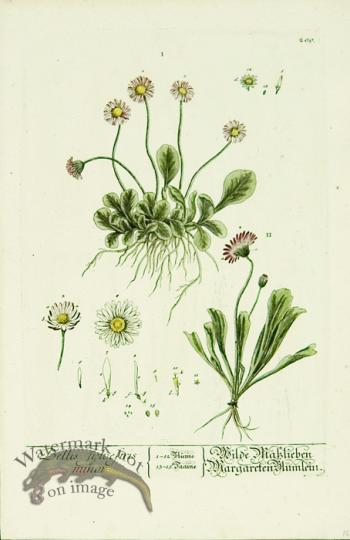 Blackwell German 139